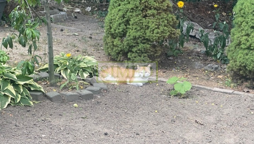 Dom Sprzedaż Łomianki Buraków Warszawska